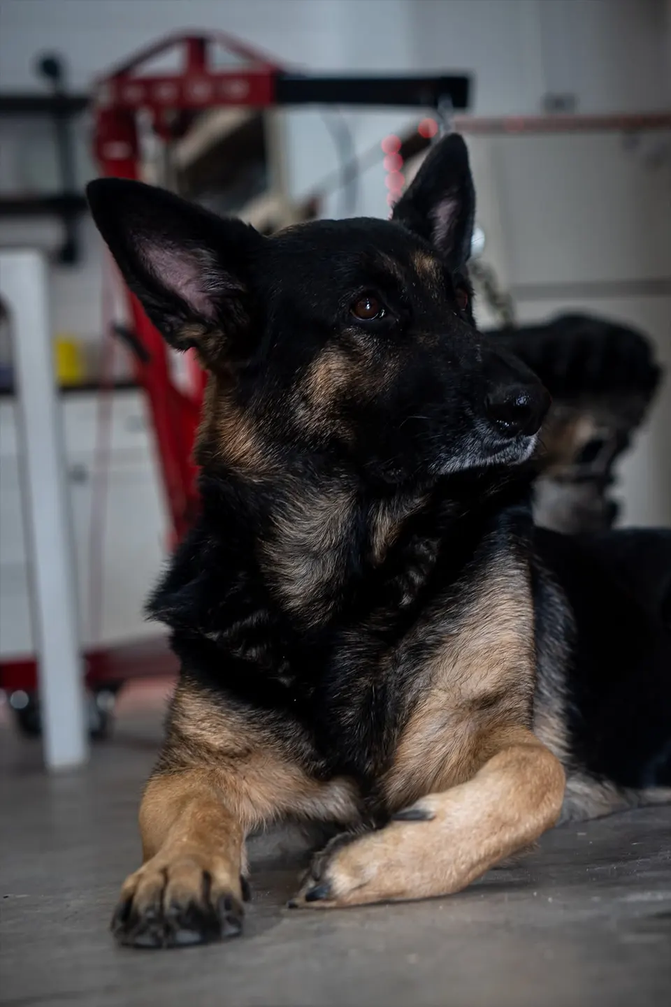 Dallas, the In Phaze Electric shop dog